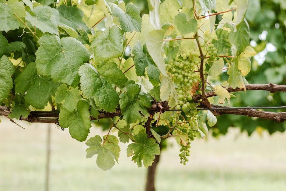 Apfelwein (6.2 vol%) - basisch oder sauer? Ein Blick auf den PRAL-Wert