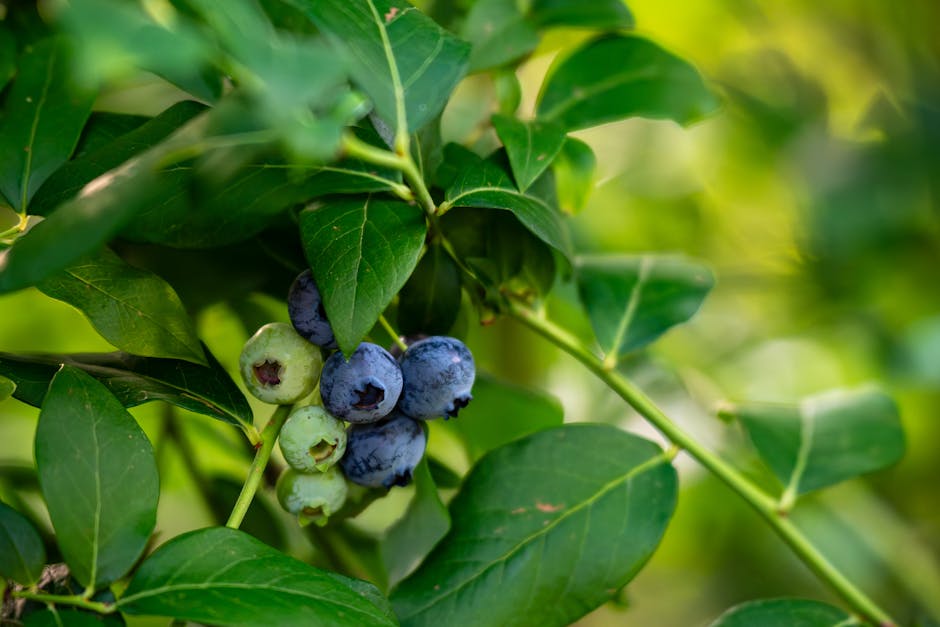 Bauernschüblig - Für Low Carb geeignet?