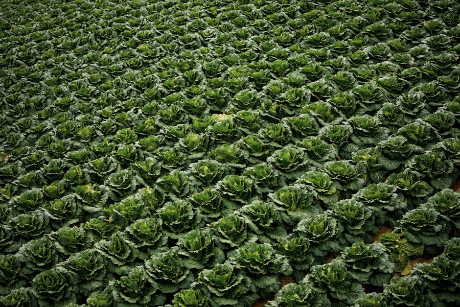 Budget-gesunde Ernährung: Günstig und nahrhaft essen trotz Inflation