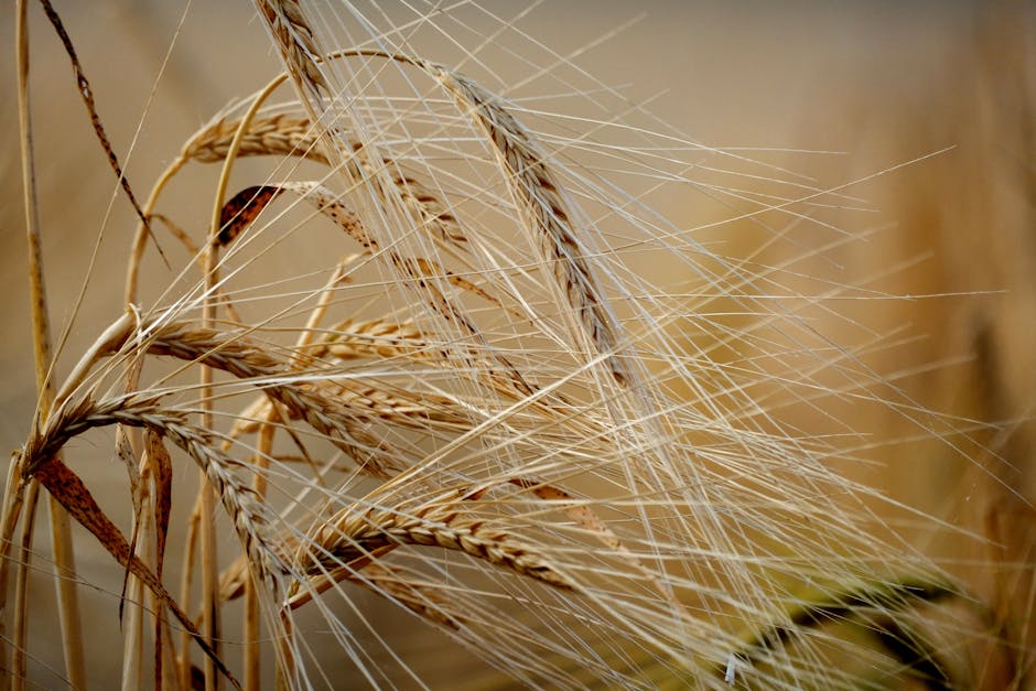 Garnele - Für Low Carb geeignet?